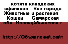 котята канадских сфинксов - Все города Животные и растения » Кошки   . Самарская обл.,Новокуйбышевск г.